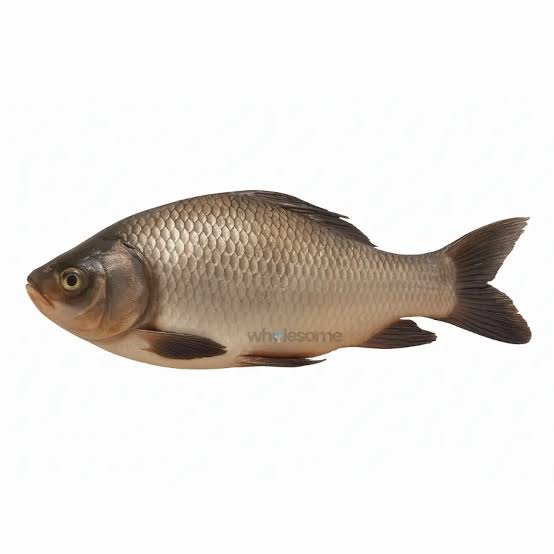 Trout