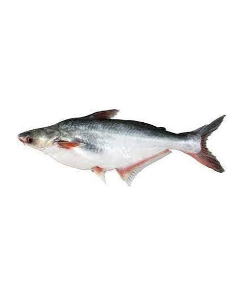 Trout
