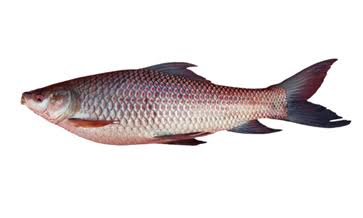 Trout