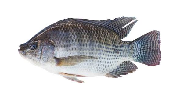 Trout