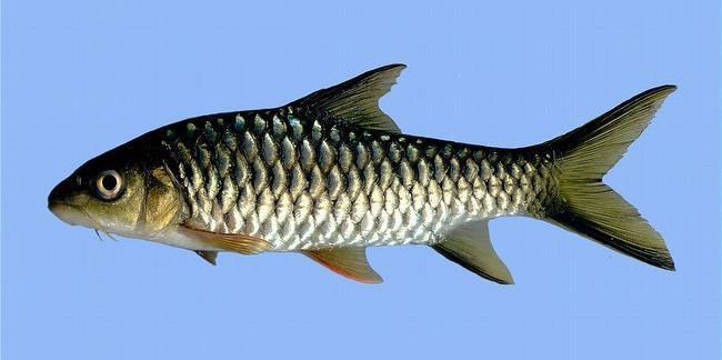 Trout